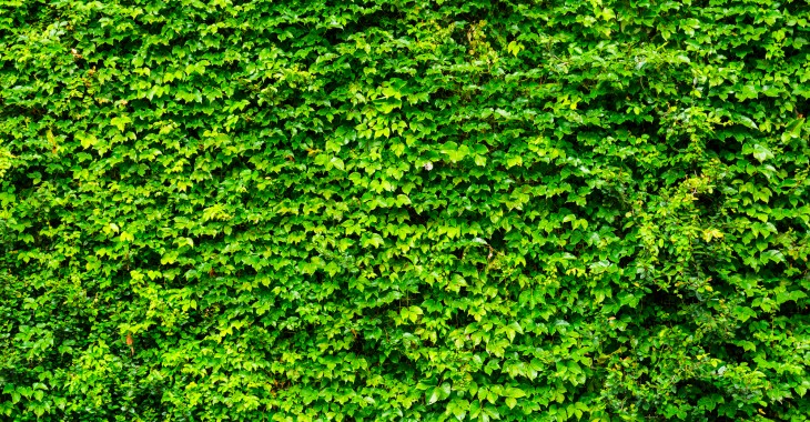 Grupa Azoty posadzi Zielone Ogrodzenie w ramach działań prośrodowiskowych